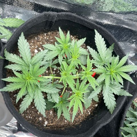 Super Purple growlog timeline photo