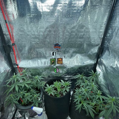 Purple Gelato  growlog timeline photo