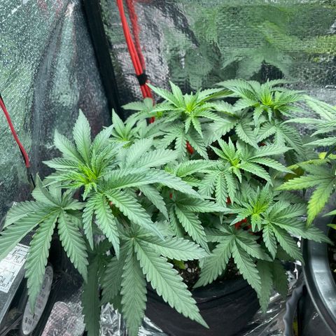 Super Purple growlog timeline photo