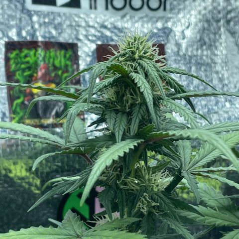 Purple Gelato  growlog timeline photo
