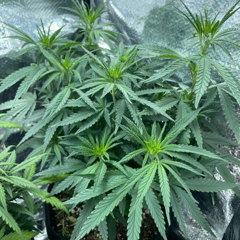 Prenseed growlog timeline photo