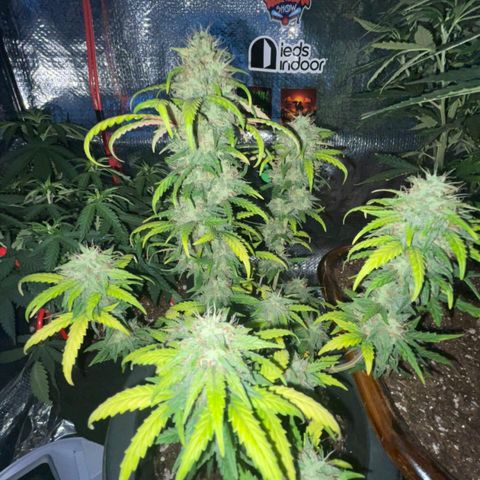 Purple Gelato  growlog timeline photo