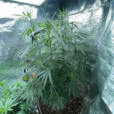 Prenseed growlog timeline photo