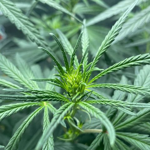 Prenseed growlog timeline photo