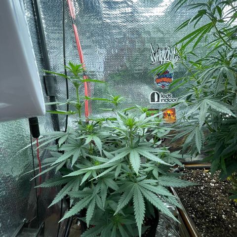 Super Purple growlog timeline photo