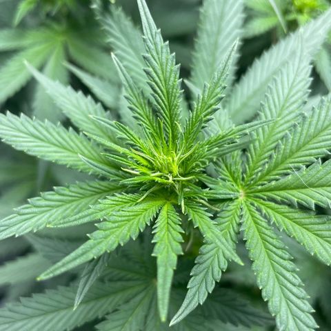 Super Purple growlog timeline photo
