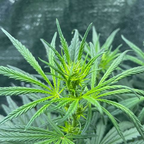 Prenseed growlog timeline photo