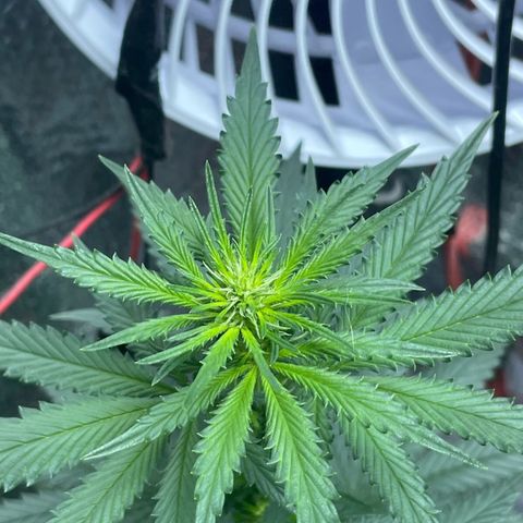 Super Purple growlog timeline photo