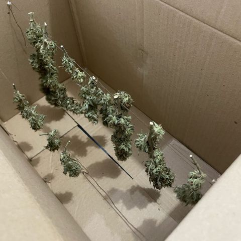 Purple Gelato  growlog timeline photo