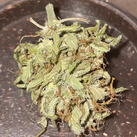 Purple Gelato  growlog timeline photo