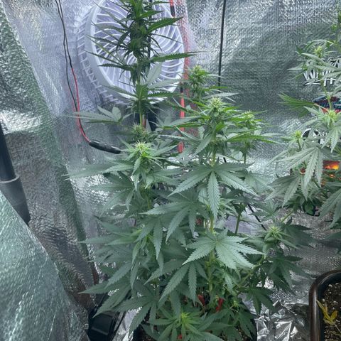 Super Purple growlog timeline photo