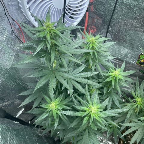 Super Purple growlog timeline photo