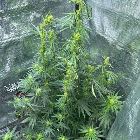 Prenseed growlog timeline photo