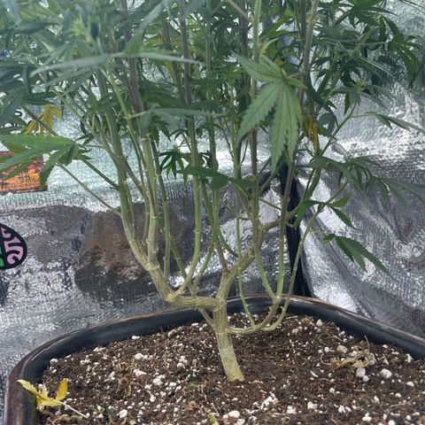 Prenseed growlog timeline photo
