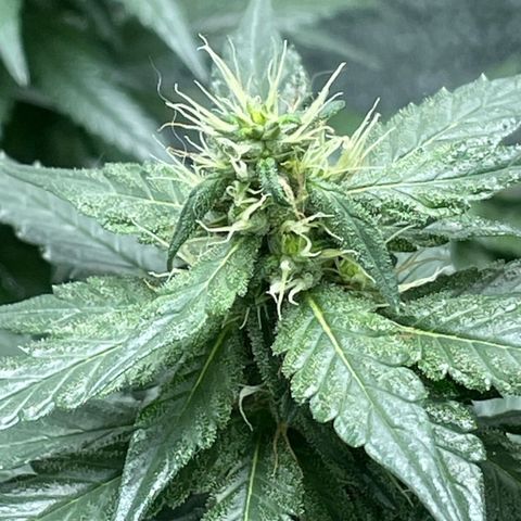 Super Purple growlog timeline photo