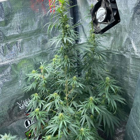 Prenseed growlog timeline photo