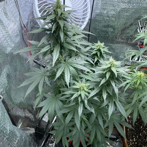 Super Purple growlog timeline photo