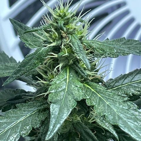 Super Purple growlog timeline photo