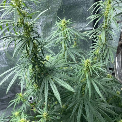 Prenseed growlog timeline photo