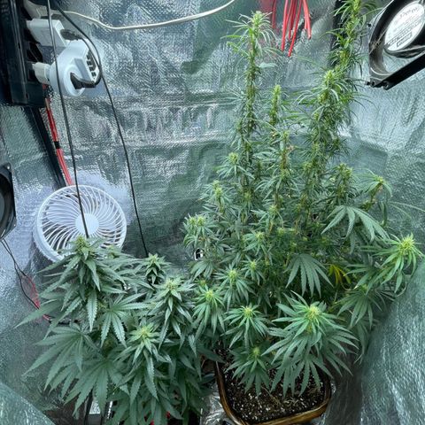 Prenseed growlog timeline photo