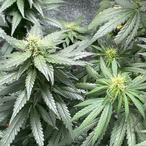 Prenseed growlog timeline photo