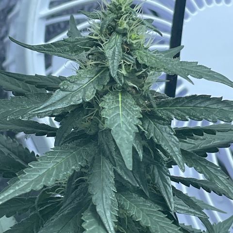 Super Purple growlog timeline photo