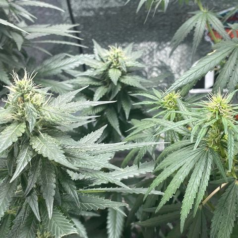 Prenseed growlog timeline photo