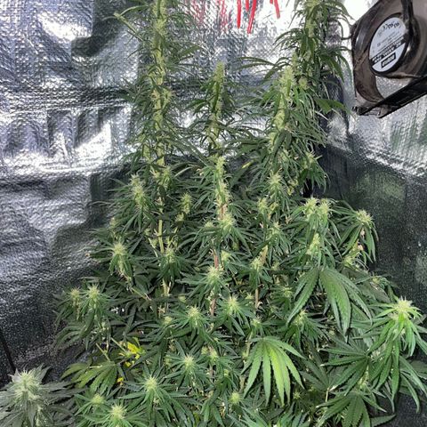 Prenseed growlog timeline photo