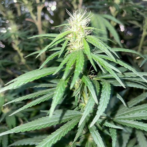 Prenseed growlog timeline photo
