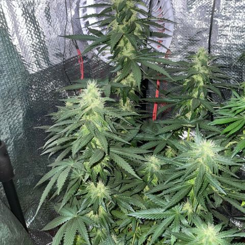 Super Purple growlog timeline photo