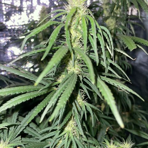 Prenseed growlog timeline photo