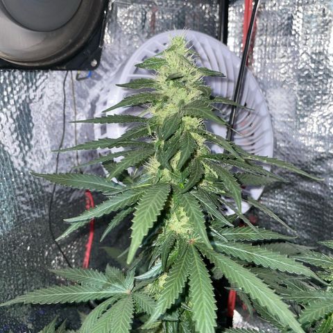 Super Purple growlog timeline photo