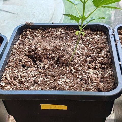 Black Jesus OG #1 growlog timeline photo