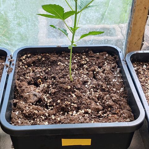 Herz OG growlog timeline photo