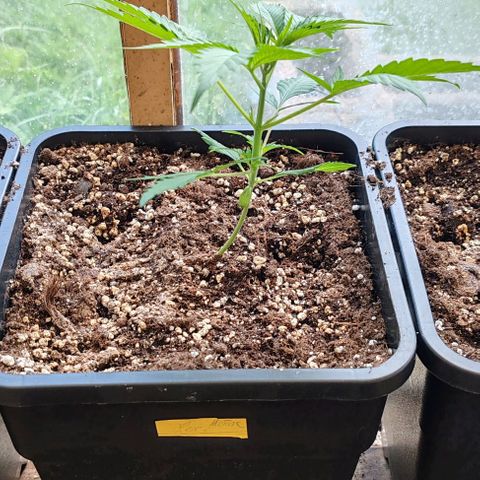 Herz OG growlog timeline photo