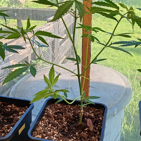 Black Jesus OG #1 growlog timeline photo
