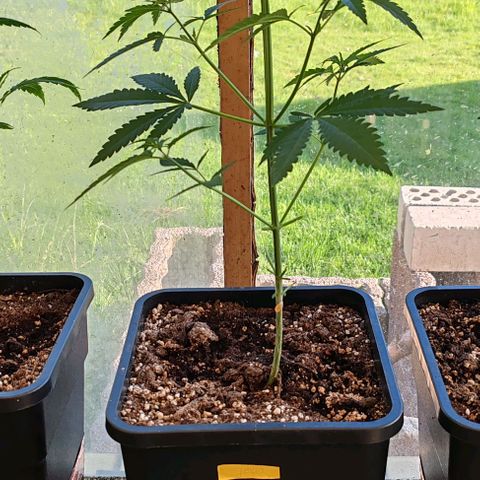 Black Jesus OG #1 growlog timeline photo