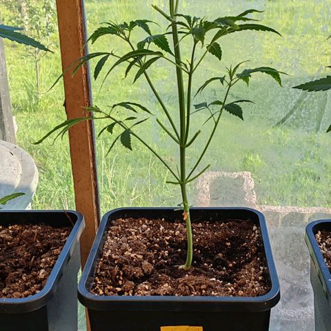 Herz OG growlog timeline photo