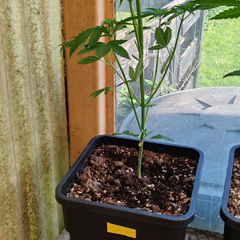 Herz OG growlog timeline photo