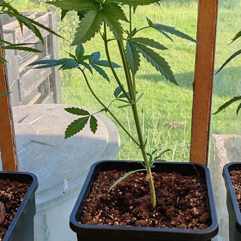 Bruce Banner 3 growlog timeline photo