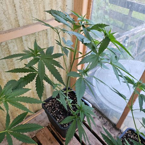 Black Jesus OG #1 growlog timeline photo