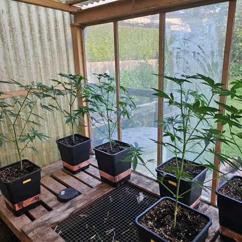 Black Jesus OG #1 growlog timeline photo