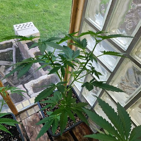 Black Jesus OG #1 growlog timeline photo