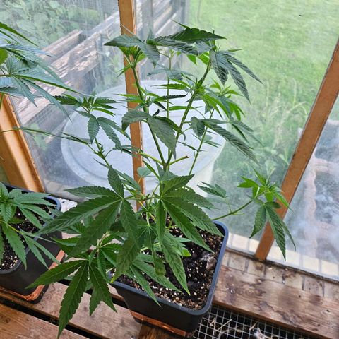 Black Jesus OG #1 growlog timeline photo