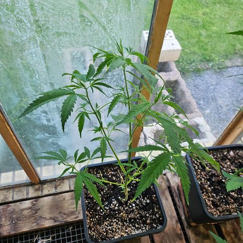 Black Jesus OG #1 growlog timeline photo