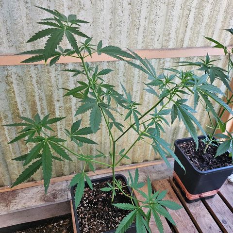Black Jesus OG #1 growlog timeline photo