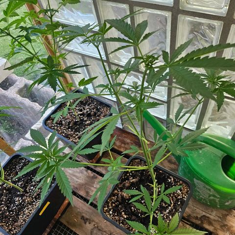 Black Jesus OG #1 growlog timeline photo
