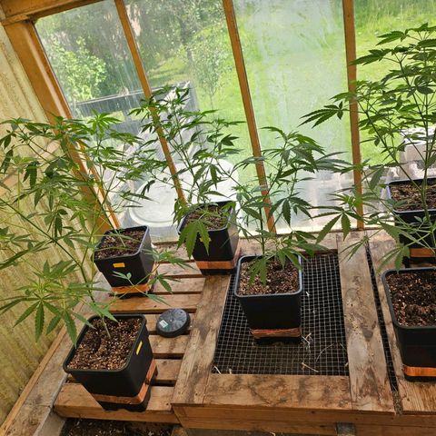 Black Jesus OG #1 growlog timeline photo