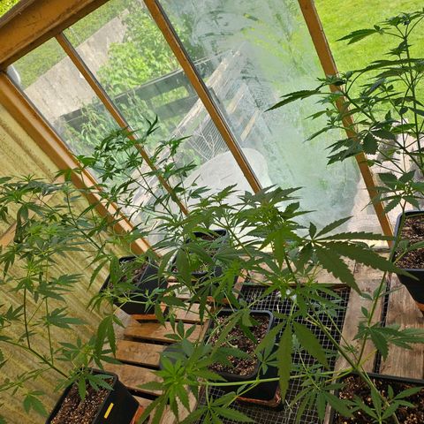 Black Jesus OG #1 growlog timeline photo