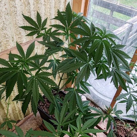 Black Jesus OG #1 growlog timeline photo